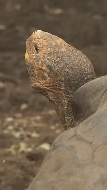 Il a charbonné le Diego