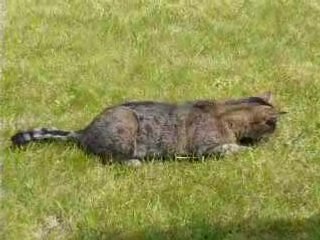 Un chat sachant chasser