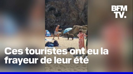 À Cavalaire-sur-Mer, ces plagistes tombent nez à nez avec un sanglier en liberté