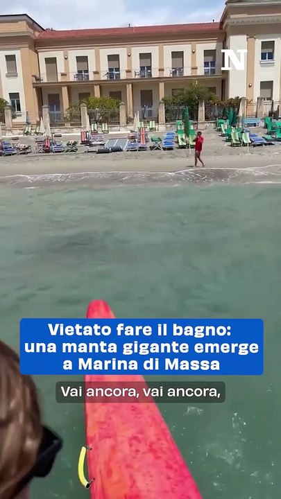 "Bandiera rossa per una manta in difficoltà: stop ai bagni per proteggere il gigante del mare"