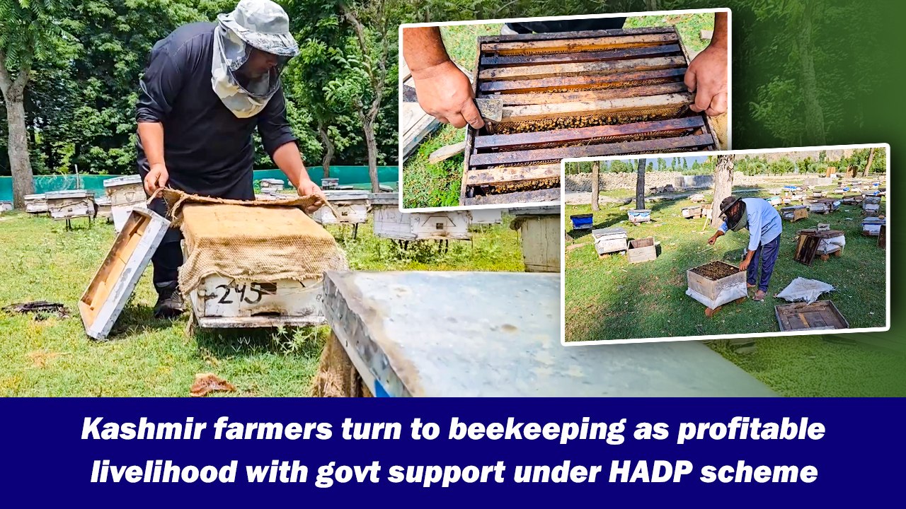 Kashmir farmers turn to beekeeping as profitable livelihood with govt support under HADP scheme