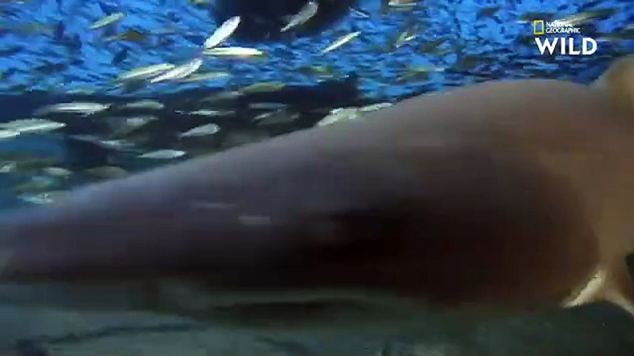 Animaux : Le Requin-Taureau