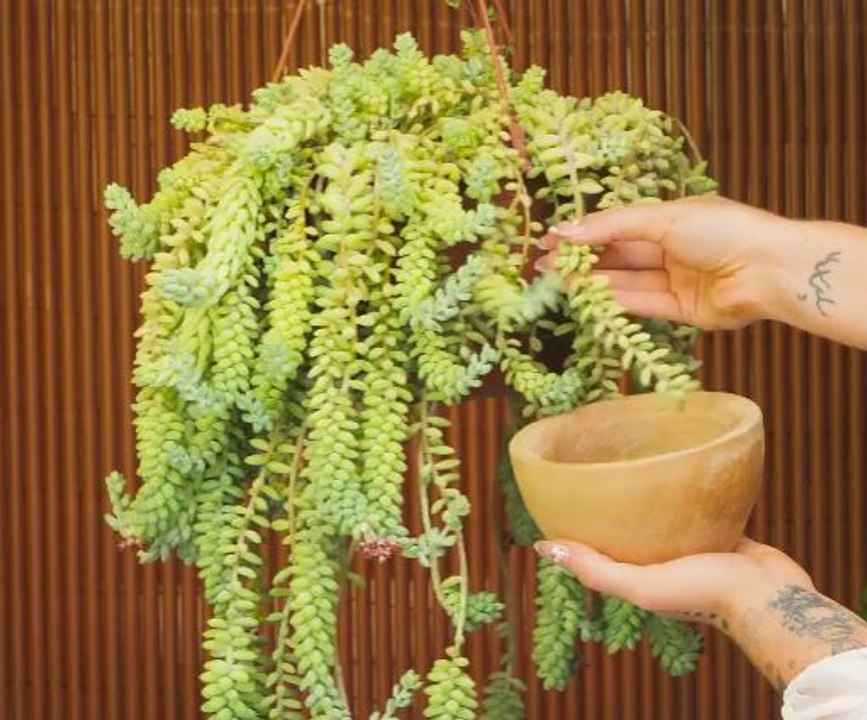Quick Fixes for Happy Plants