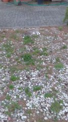 Backyard Under Surveillance! 🐾 The Funny Cat Boss Sees EVERYTHING 👀 #cats #funnycats🐱