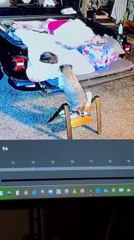 Raccoon Disturbs Sleeping Girl in Truck Bed