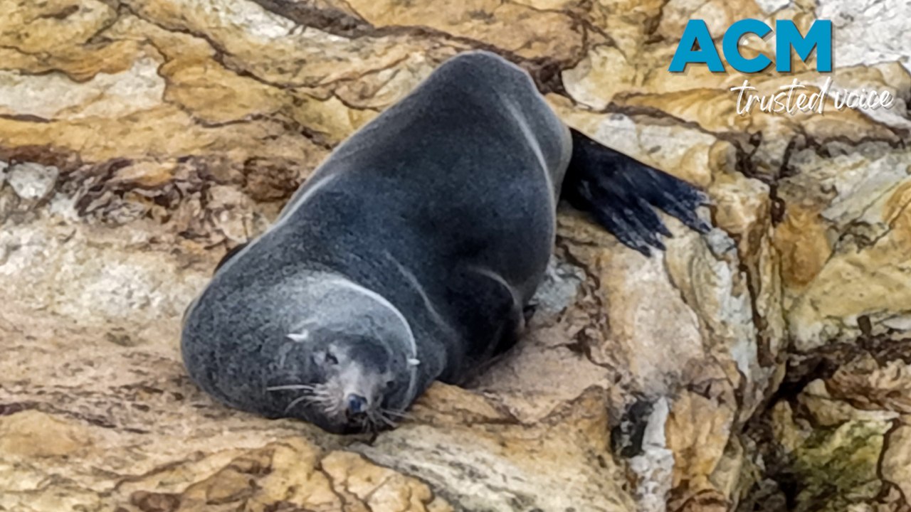 Seal spotted at Werri Beach