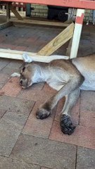 Kangaroo diaries only in Australia