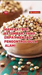 Manfaat Biji Ketumbar,  yang Dapat Menjadi Pengontrol Gula Alami