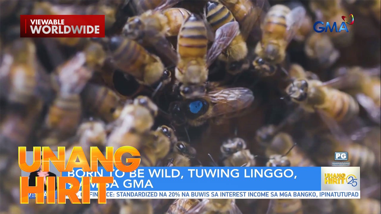 Pagkamatay ng populasyon ng mga bubuyog, problema sa Benguet! | Unang ...