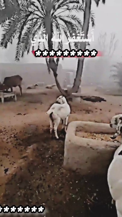 "توکّل " جانتے ہو کیا ہے؟ اللّٰہ کی رحمت سے اُس وقت بھی نا اُمید نہ ہونا جب صبر کرنا بھی مُشکل ہو جائے۔ایسے وقت میں شُکر کرنا اللہ پاک کو بہت پسند ہے۔ بیشک اللہ تعالٰی بہترین وقت پر بہترین فیصلہ کرنے والا ہے۔ یا اللّه پاک تمام بیماروں کو شفائے کاملہ و عاج