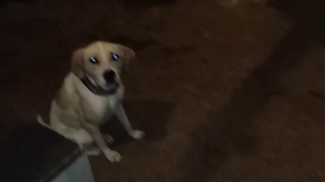 tn7-Mujer quedó gravemente herida tras ataque de perros en San Sebastián-170725