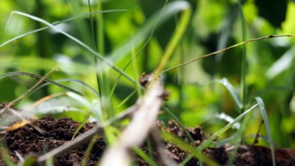 Fears Australia will lose its war on fire ants, suffering the same fate as the US