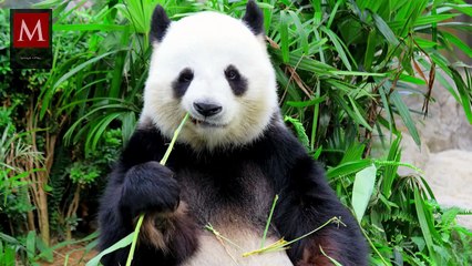 Anuncian que la panda Xin Xin que vive en Chapultepec, entró a la etapa final de su vida