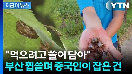 손을 보니 '우글우글'...부산 공원서 사냥하는 중국인들 [지금이뉴스] / YTN
