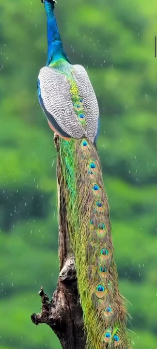 peacock beauty