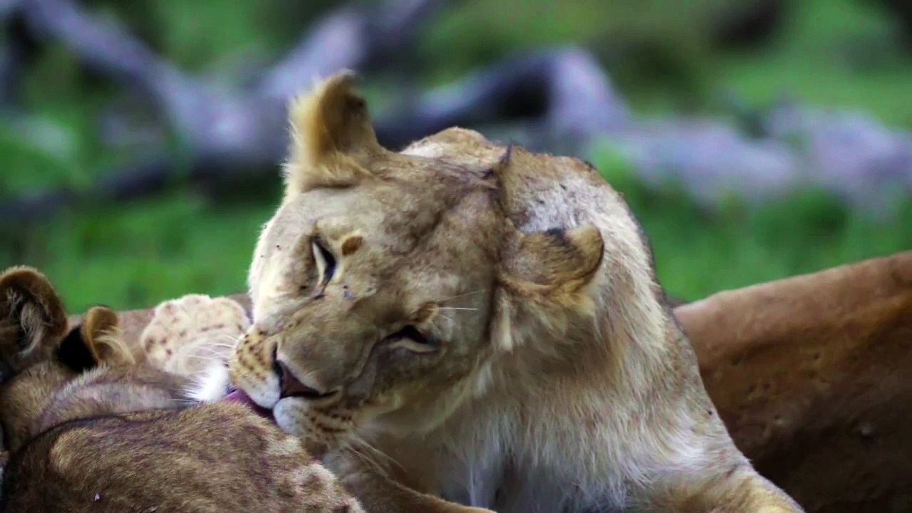 lioness grooming 01