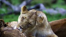 lioness grooming 01