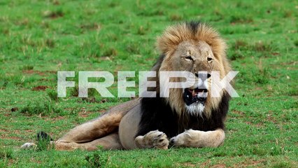 telephoto view of large male african lion lying down panting after big meal
