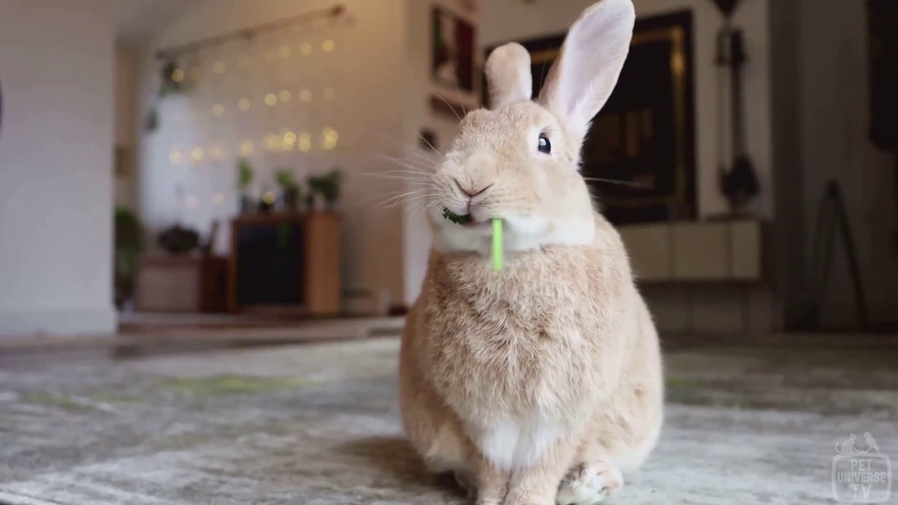 ❤️ Pet Rabbits - Essential Info for Beginners 🐰