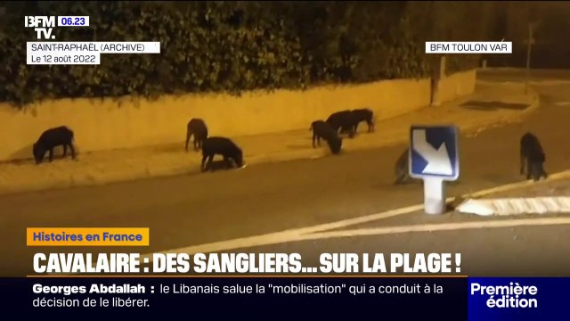Cavalaire-sur-Mer: des sangliers à la rencontre des vacanciers sur la plage