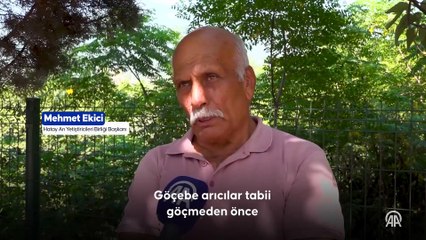 Hatay'da maydanoz çiçeklerinden üretilen balın coğrafi işaretle tescillenmesi için başvuru yapıldı