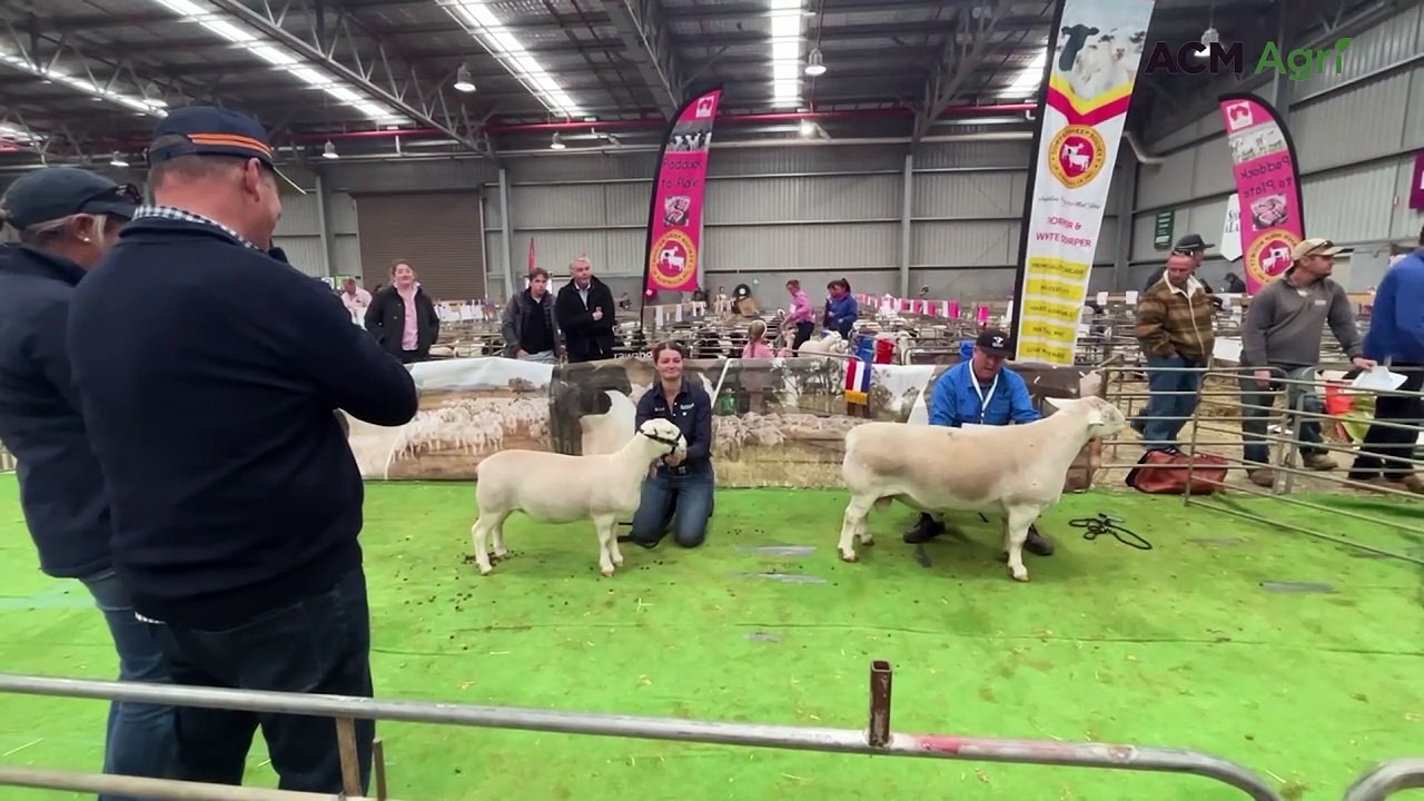 NSW ewe named supreme White Dorper at ASWS