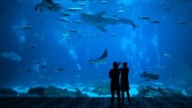 Nausicaá, le plus grand aquarium d'Europe