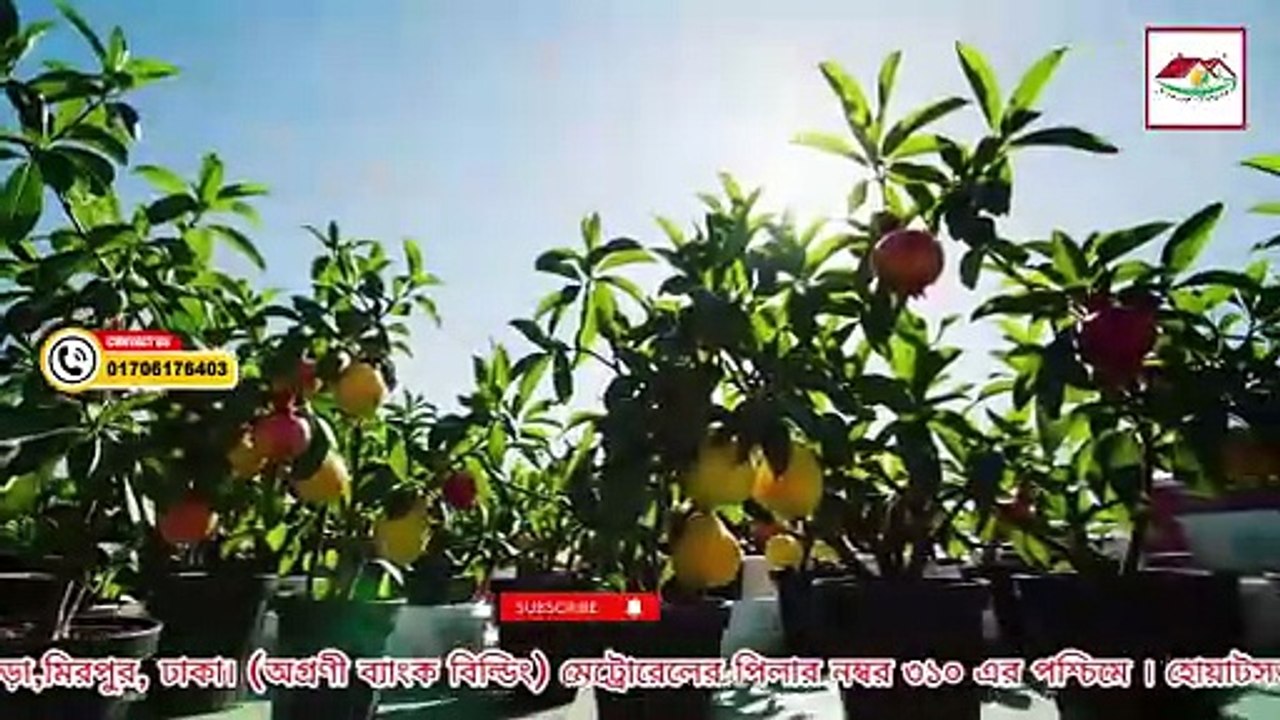 ছাদ বাগানের জন্য সবচেয়ে প্রয়োজনীয় ৫টি জিনিস | বাগানপ্রেমীদের জন্য গাইড