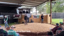 Sydney Royal junior champion tops Tycolah annual bull sale