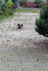 Funny Cats Secret Meeting Behind the Bushes? 🐾🐱 Cat Talk in Progress! #cats