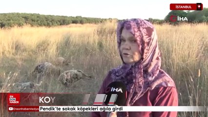 Pendik'te sokak köpekleri ağıla girdi: Koyunlar telef oldu