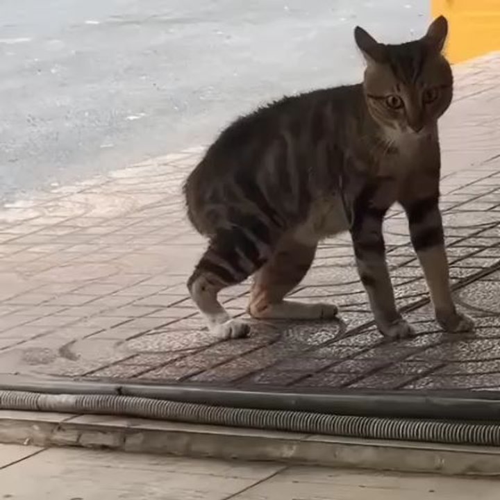 funny cats😼😂#funnycats