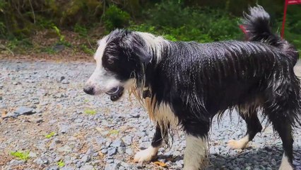 Os animais mais fofos do mundo N•98