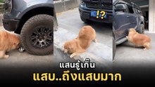 น้องหมาโกลเด้นแสนรู้ คาบของมาแลก ชามข้าว แตงโม นี่มันตบทรัพย์ชัด ๆ