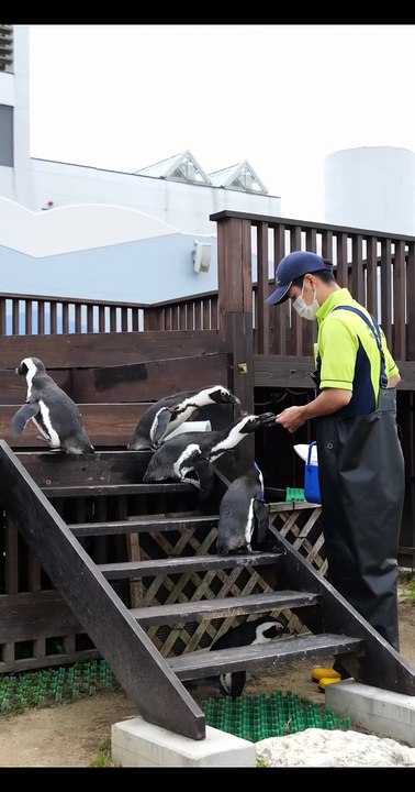 Os animais mais fofos do mundo N•99