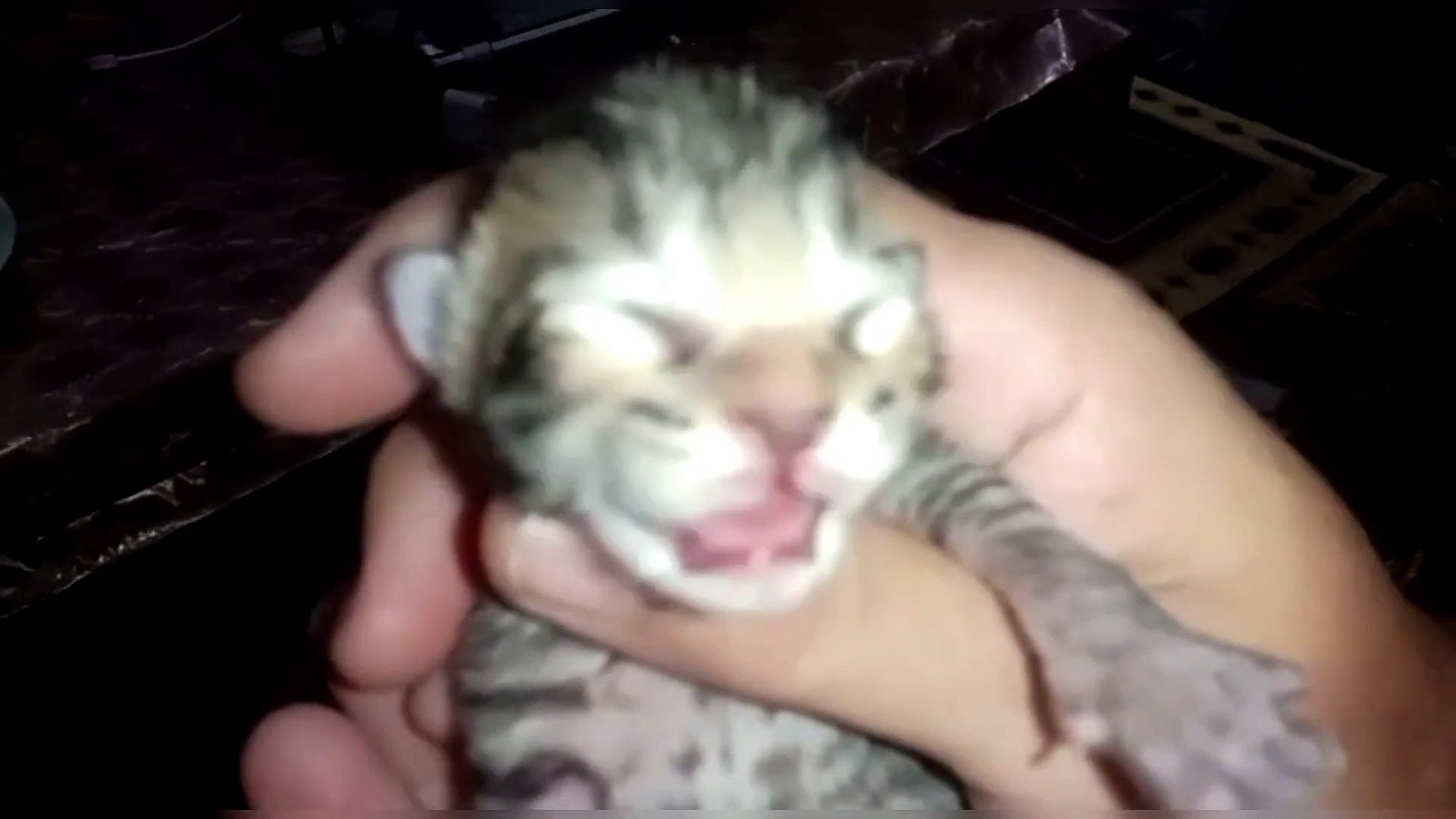 ⁣kitten sounds to attract cats | kittens meowing | kittens meow meow | Kitten sounds | Kitten voice