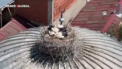 Cami tepesinde hilalin yanında yuva yapan leylek ailesi mahallenin neşesi oldu