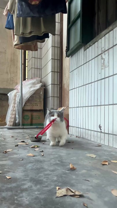 The domineering cat
