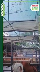 Environment Controlled Shade  ऊन, वारा, पाऊस; काहीही असो, जनावरांचे होईल संरक्षण!