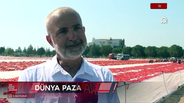 İzmir'de kavurucu sıcakta kuru domates mesaisi başladı