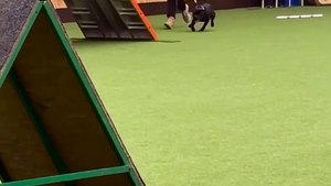 Un chien fan de bâton fait de l'agility