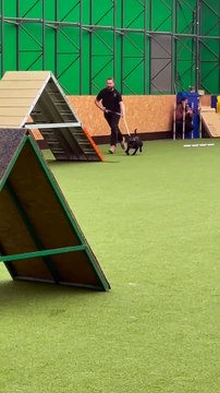Un chien fan de bâton fait de l'agility