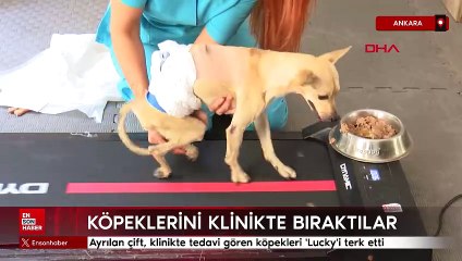 Ankara'da ayırılan çift, köpeklerini klinikte bıraktı