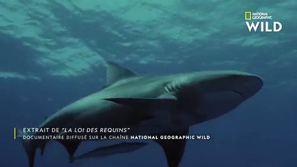 Animaux : Le Requin-Bouledogue