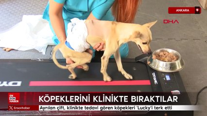 Ankara'da ayırılan çift, köpeklerini klinikte bıraktı