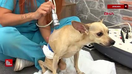 Ankara'da ayırılan çift, köpeklerini klinikte bıraktı