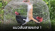 เหมียวส้มตัวตึง ! บุกกรงไก่ไม่ได้จะขโมย แต่ขอแกล้งเล่นซะหน่อย
