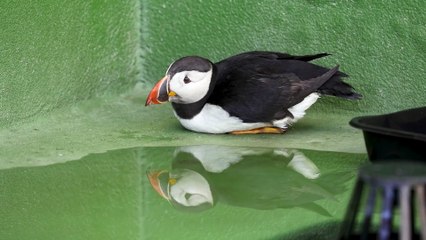 Puffin returns to west Wales after becoming lost in Midlands