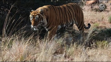 Lions, lenses, and life on the line: Kathlene Fidora’s fierce mission behind the camera