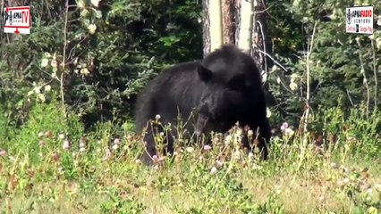 WILD BEARS Galore in Stunning Stock Footage! Apna Tv New York 18-7-2025